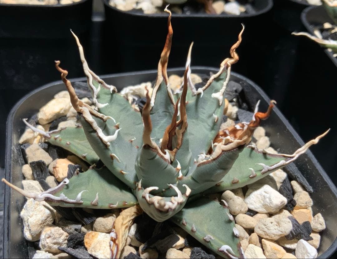 【コメント限定値引き中】エボリスピナ 陽炎 コレクション株⑤ (極)