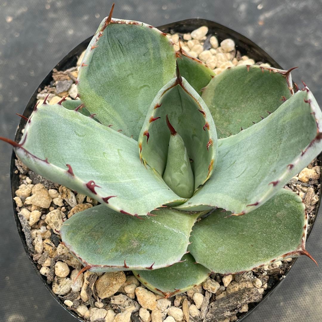 アガベ トランカータ錦 トリカラー ① 斑入り 墨斑 淡斑