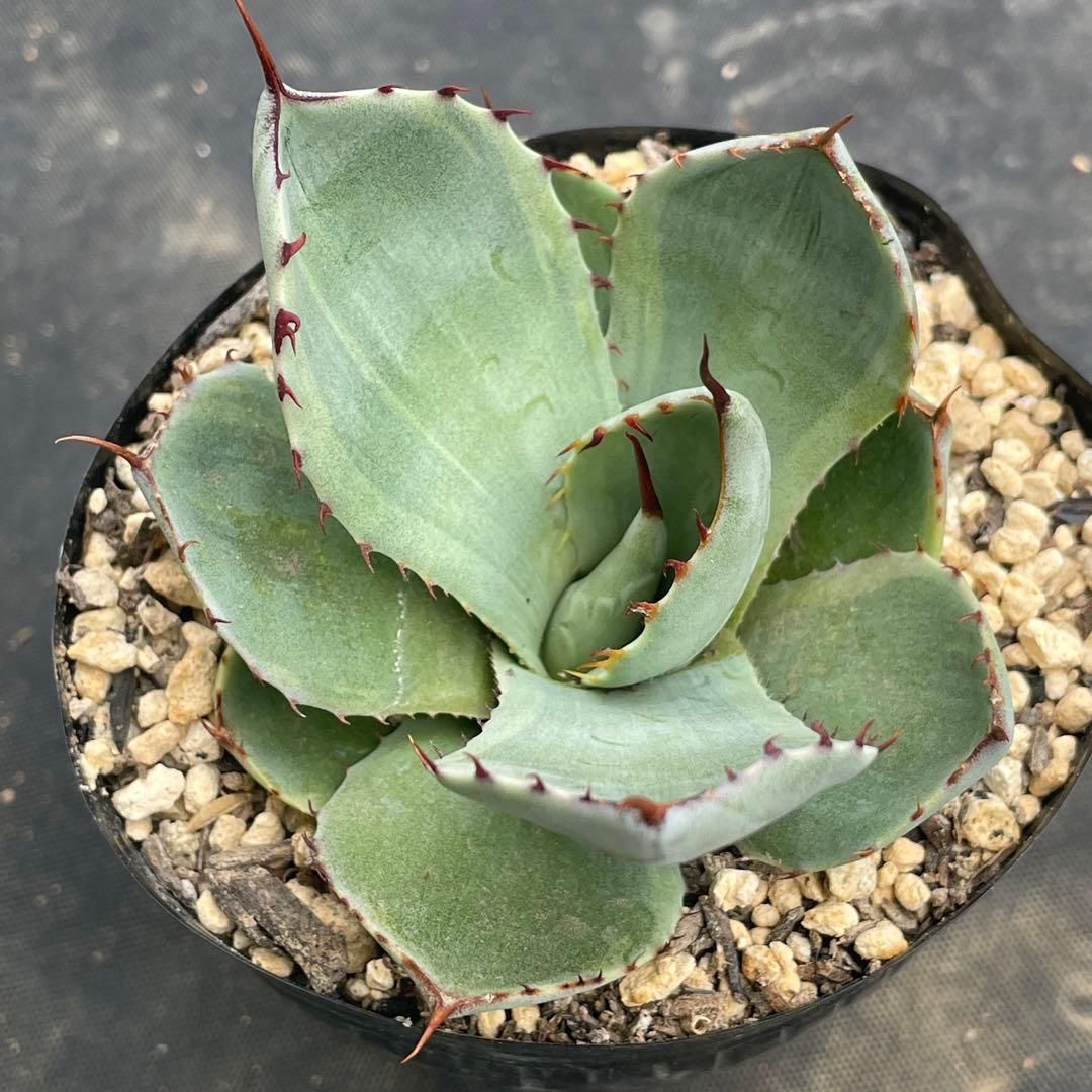 アガベ トランカータ錦 トリカラー ① 斑入り 墨斑 淡斑