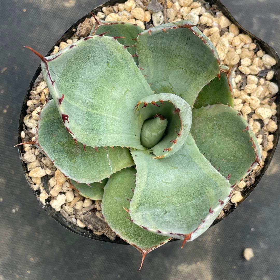 アガベ トランカータ錦 トリカラー ① 斑入り 墨斑 淡斑