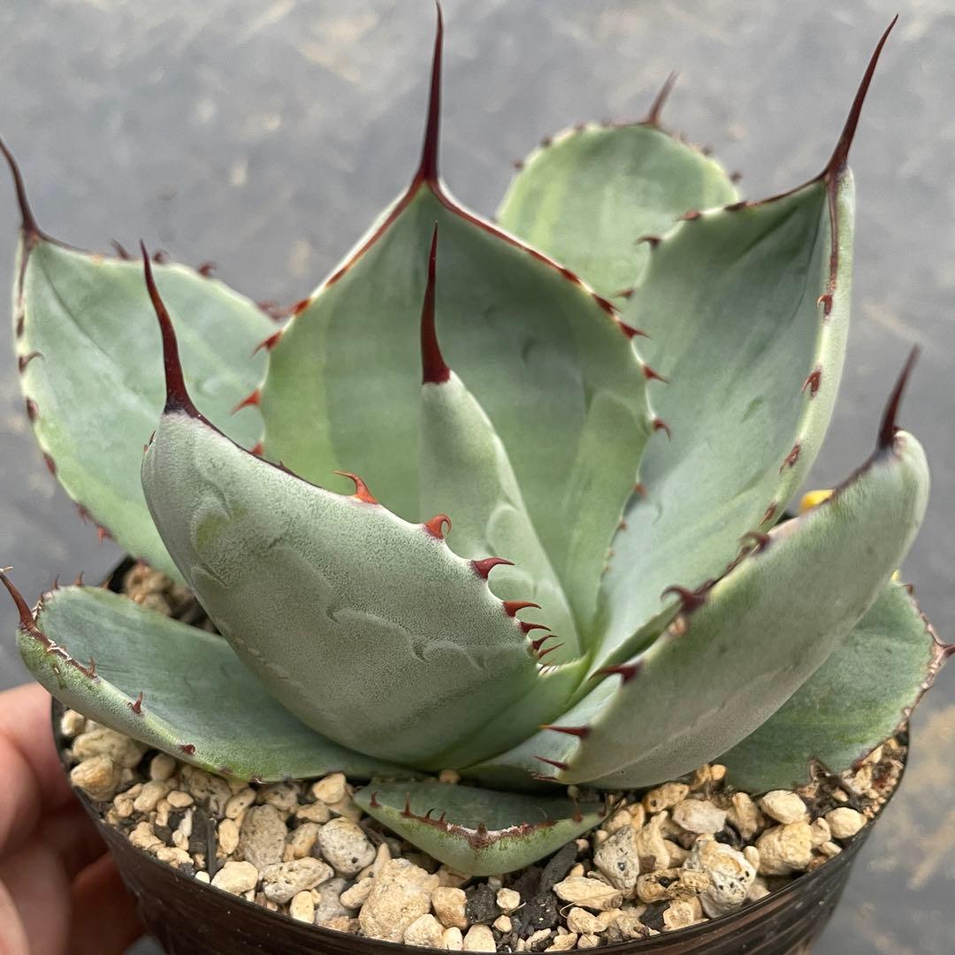 アガベ トランカータ錦 トリカラー ① 斑入り 墨斑 淡斑