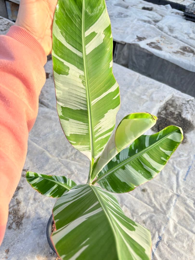 バナナ斑入り　アエアエ