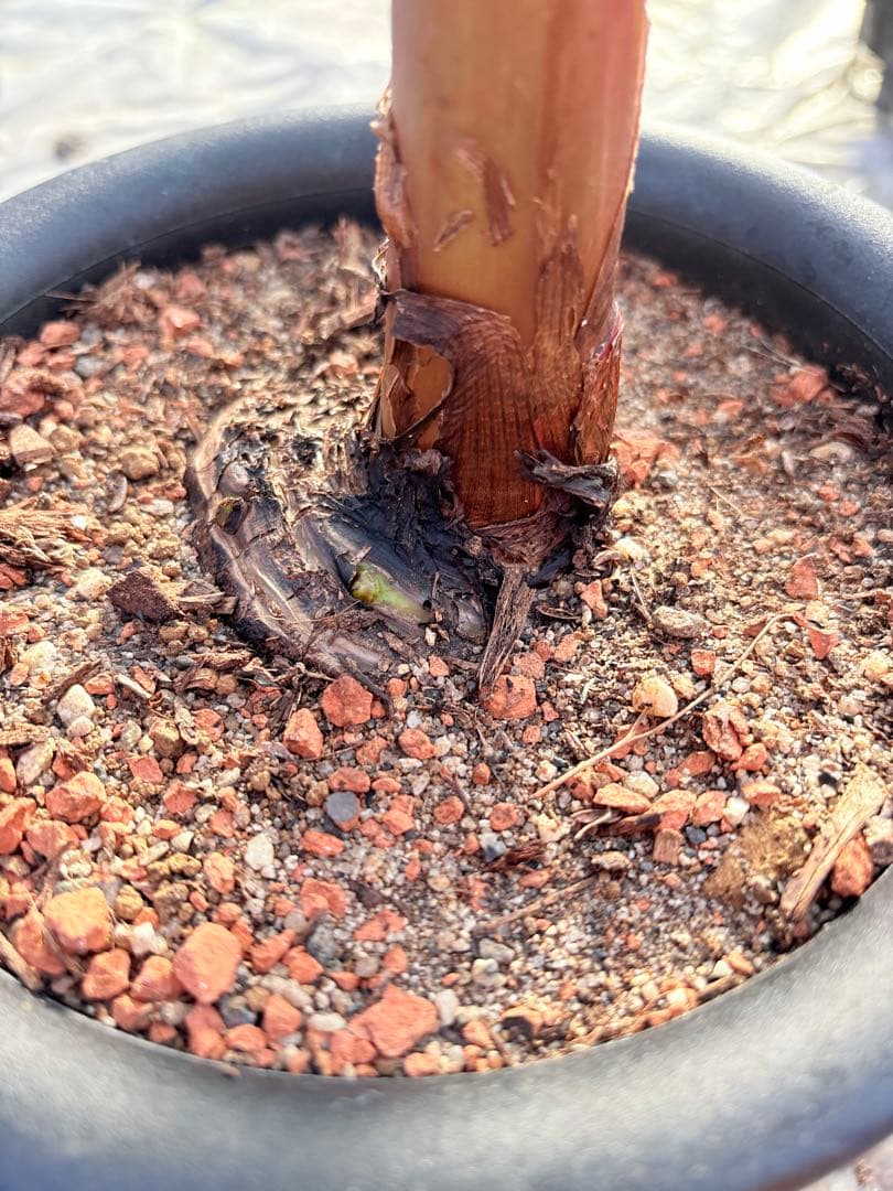 バナナ斑入り　アエアエ