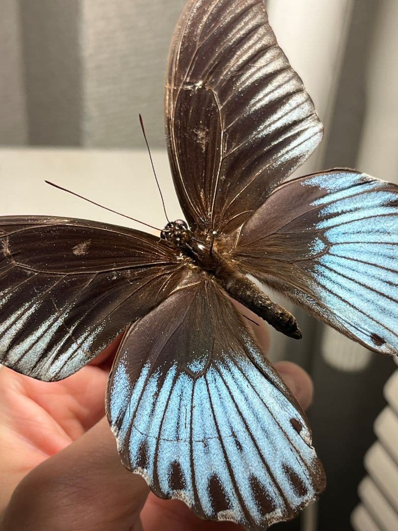 ナガサキアゲハ 外国産蝶標本 標本 野外採集品 モルフォ スルコスキーモルフォ