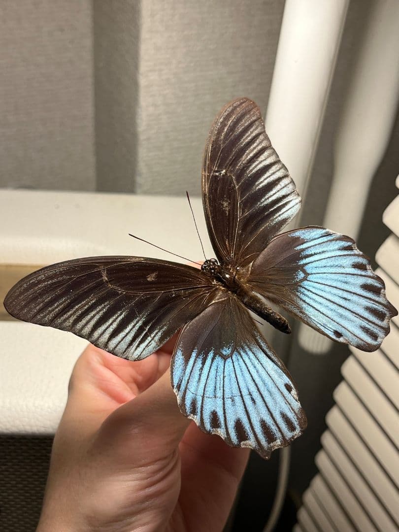 ナガサキアゲハ 外国産蝶標本 標本 野外採集品 モルフォ スルコスキーモルフォ