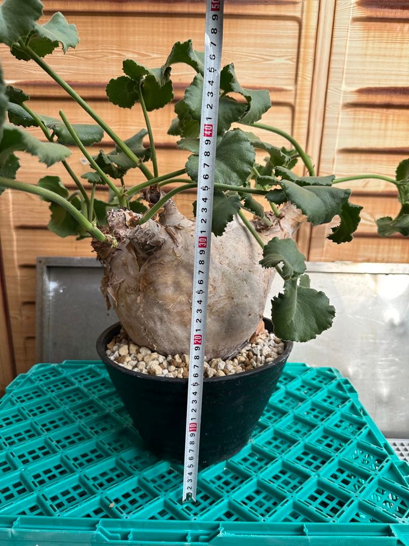 キフォステンマウターマクロプス　塊根植物 約25cm 大株　発根済み