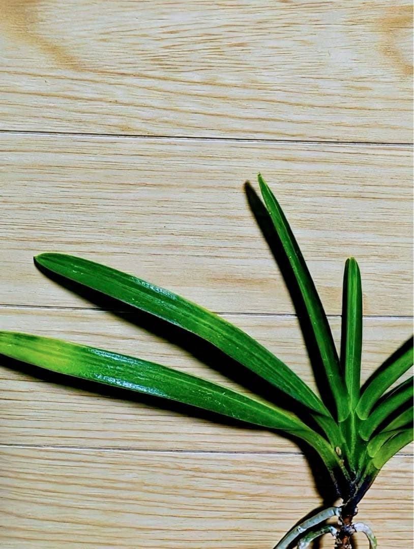 【リピーターさん注文品】富貴蘭「湖東錦」斑入り