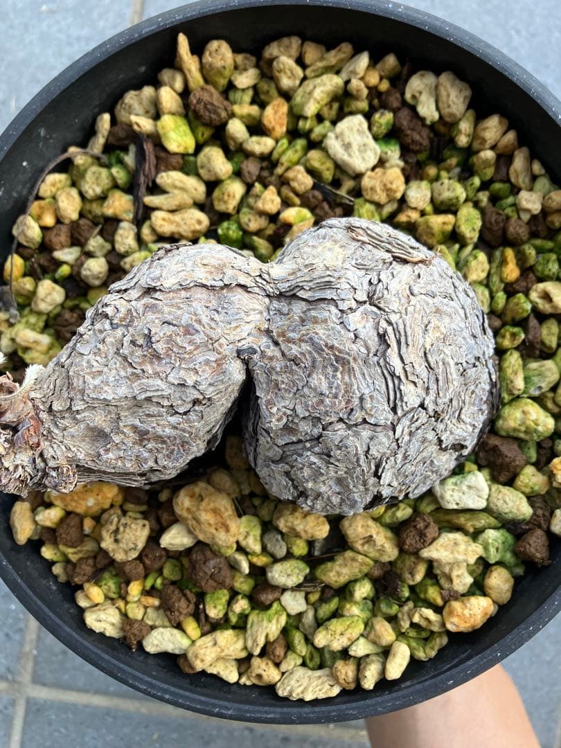 ペラルゴニウム　トリステ　コレクション株