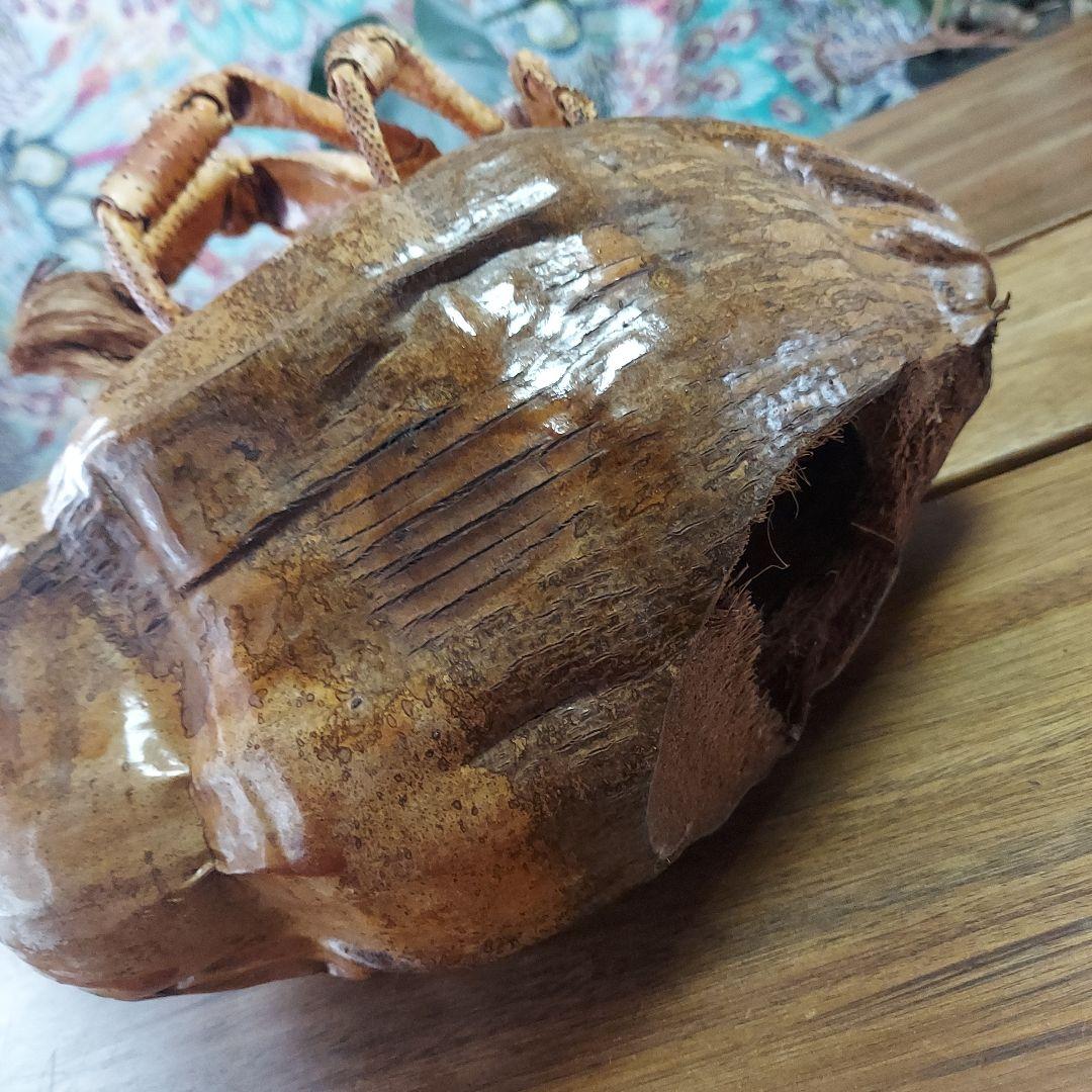 ハワイ　ヤシガニ剥製　ヤシガニとヤシノミ剥製