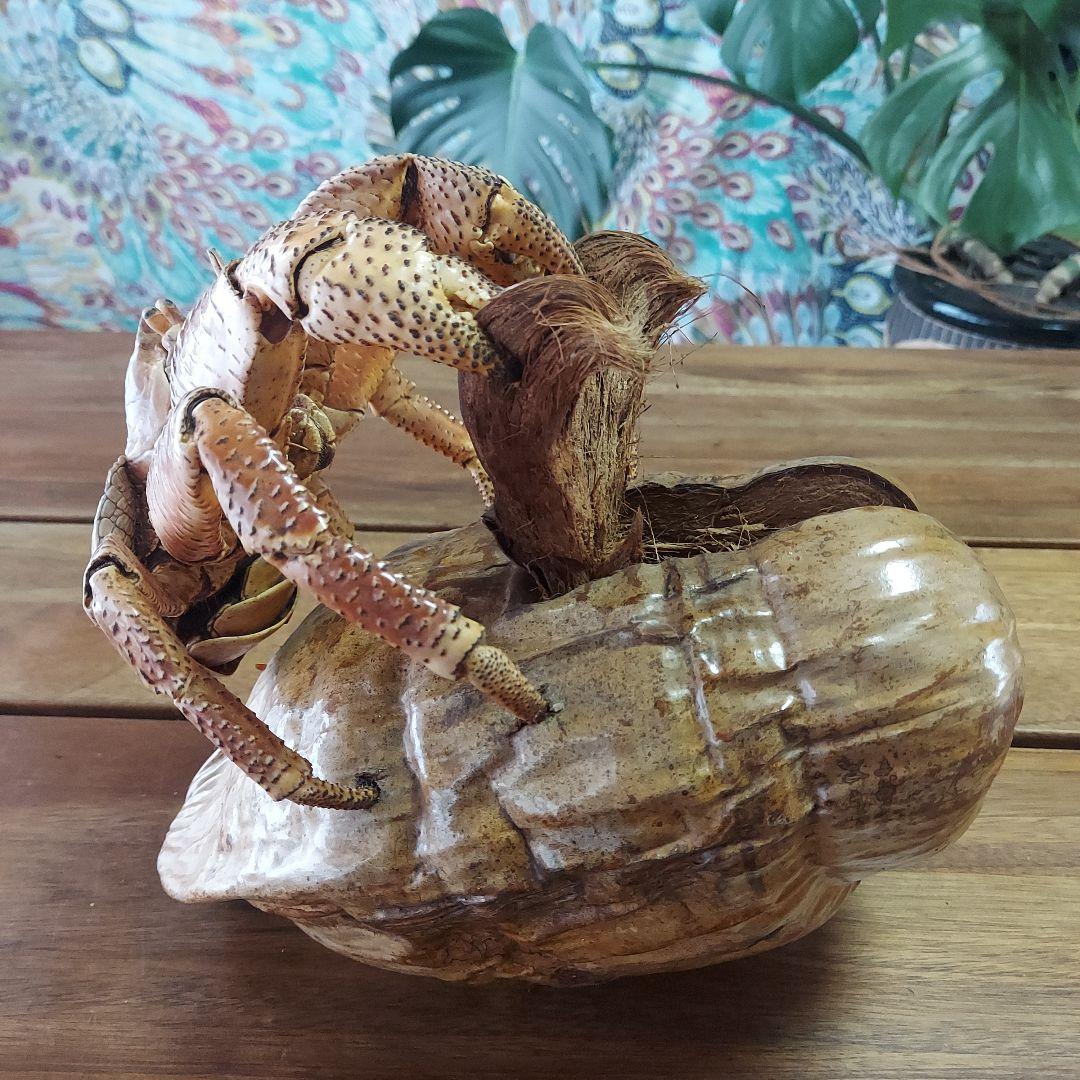 ハワイ　ヤシガニ剥製　ヤシガニとヤシノミ剥製