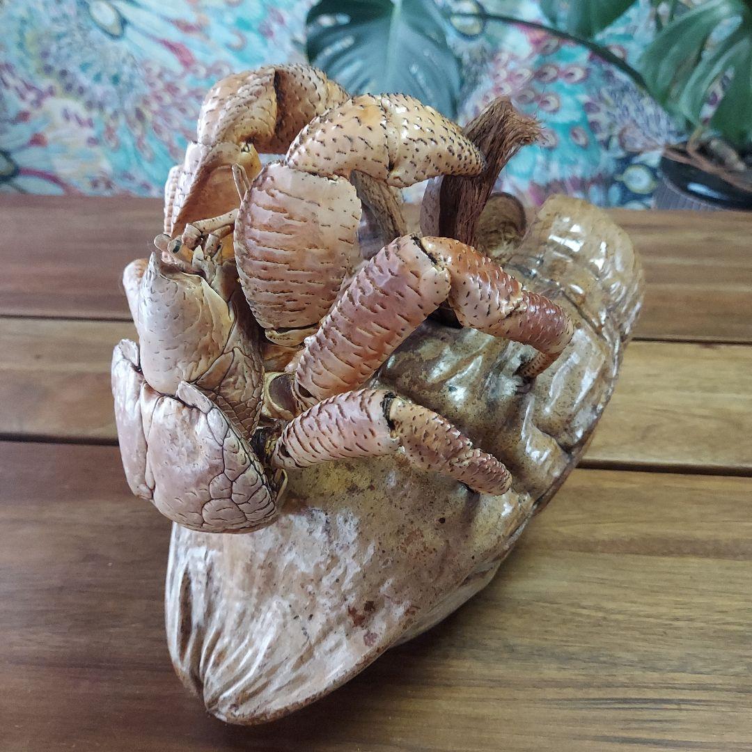 ハワイ　ヤシガニ剥製　ヤシガニとヤシノミ剥製
