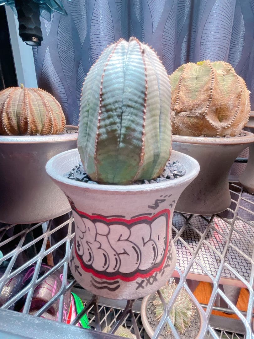 ハイパーポットクリエイター 阿萬 × aobouzu グラフィティー 【鉢のみ】