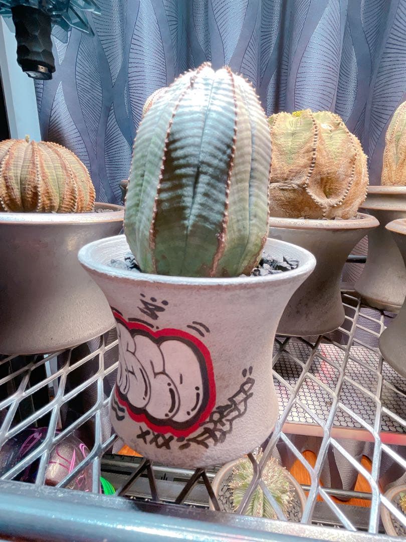 ハイパーポットクリエイター 阿萬 × aobouzu グラフィティー 【鉢のみ】