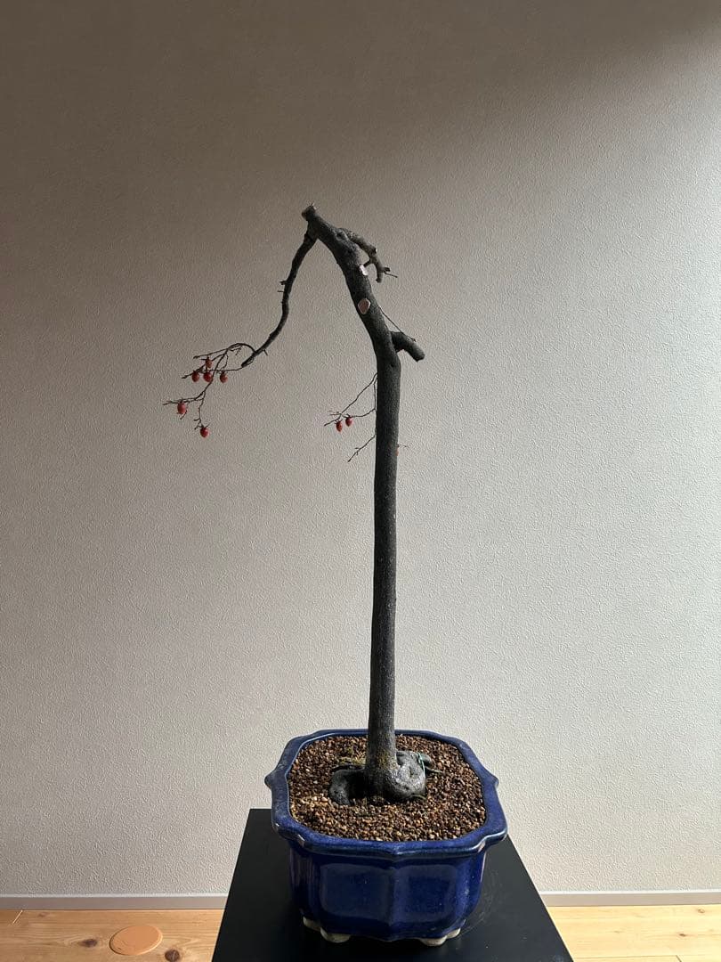 老爺柿　ロウヤガキ　盆栽　小実