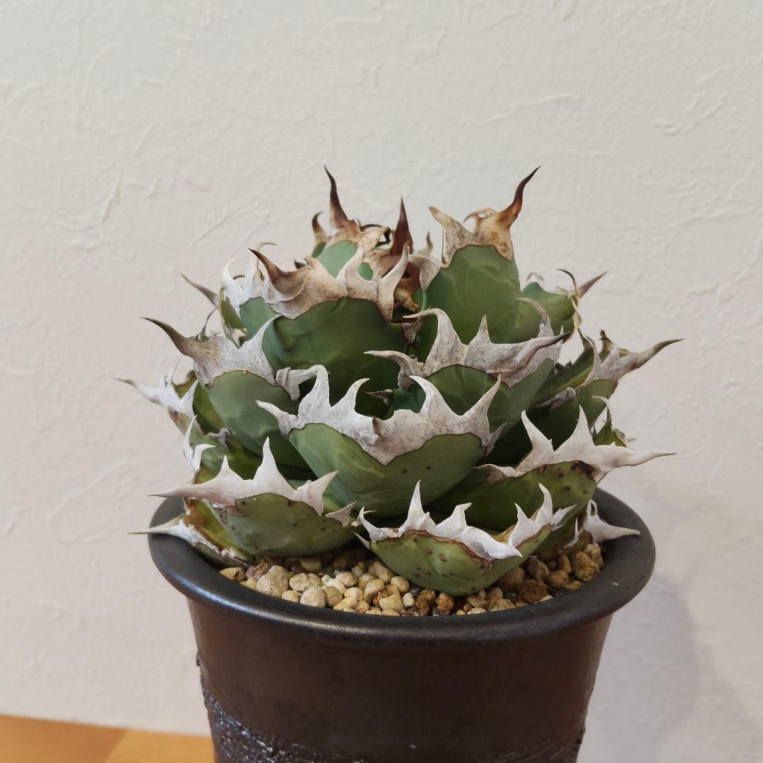 特選 チタノタ 姫厳竜 (シーザー パキポディウム グラキリス SRL )