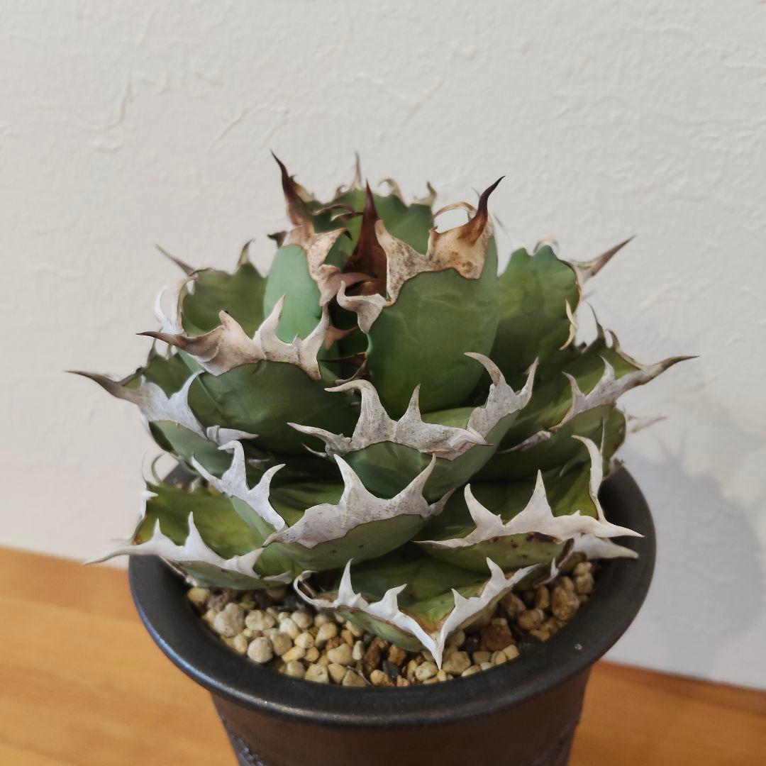 特選 チタノタ 姫厳竜 (シーザー パキポディウム グラキリス SRL )