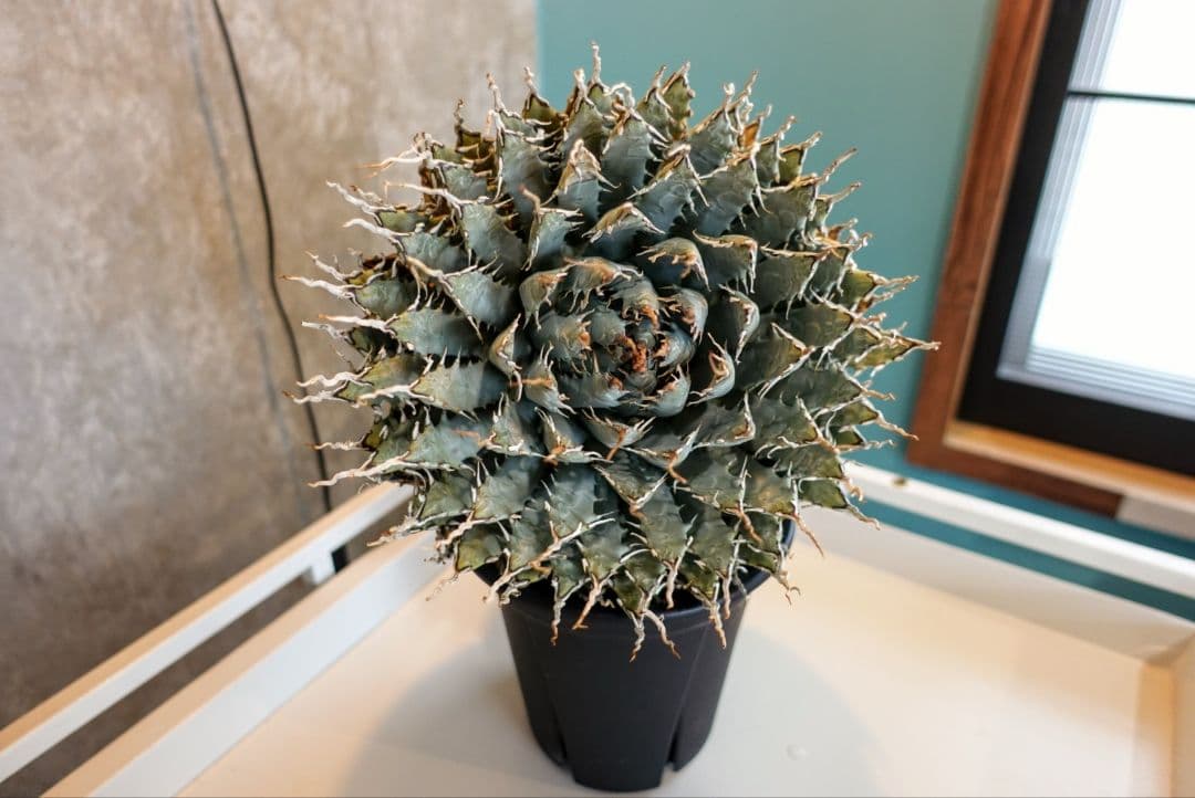 K*G様 【7号XXXLサイズ】発根屋史上最大級・最高のエボリスピナ・発根済の陽