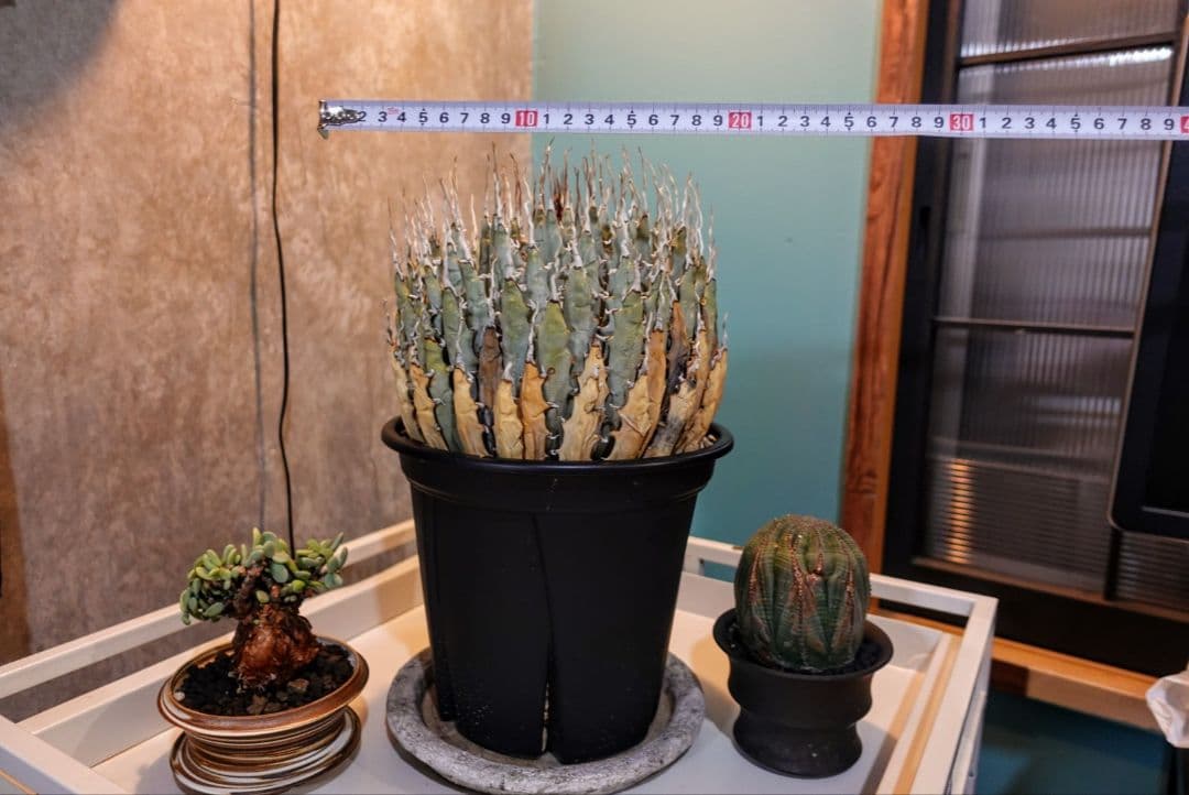 K*G様 【7号XXXLサイズ】発根屋史上最大級・最高のエボリスピナ・発根済の陽