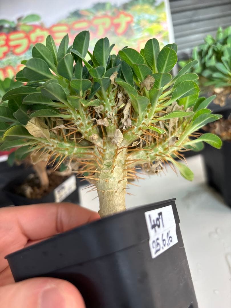 ユーフォルビアギラウミニアナ　No.328 378 403 407