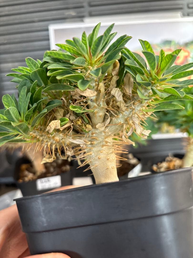 ユーフォルビアギラウミニアナ　No.328 378 403 407