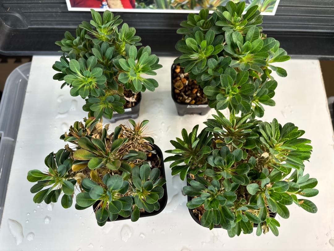 ユーフォルビアギラウミニアナ　No.328 378 403 407