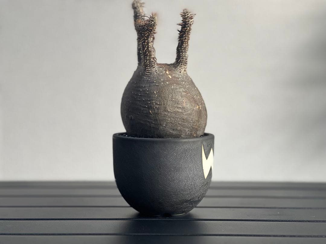 【休眠中】パキポディウム・グラキリス 現地球 VALIEM⑨