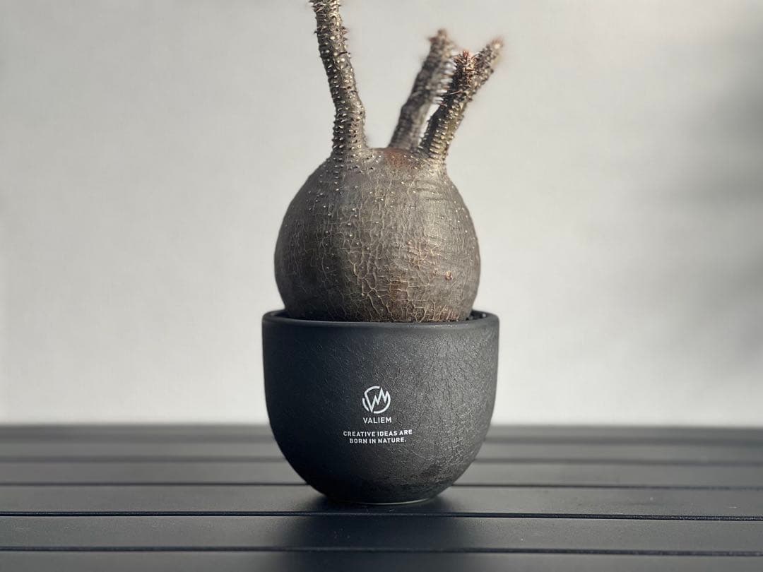 【休眠中】パキポディウム・グラキリス 現地球 VALIEM⑨