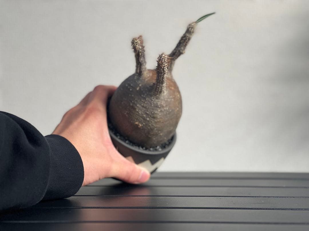 【休眠中】パキポディウム・グラキリス 現地球 VALIEM⑨