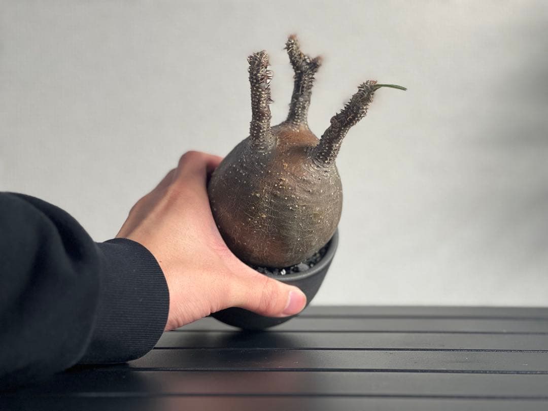 【休眠中】パキポディウム・グラキリス 現地球 VALIEM⑨