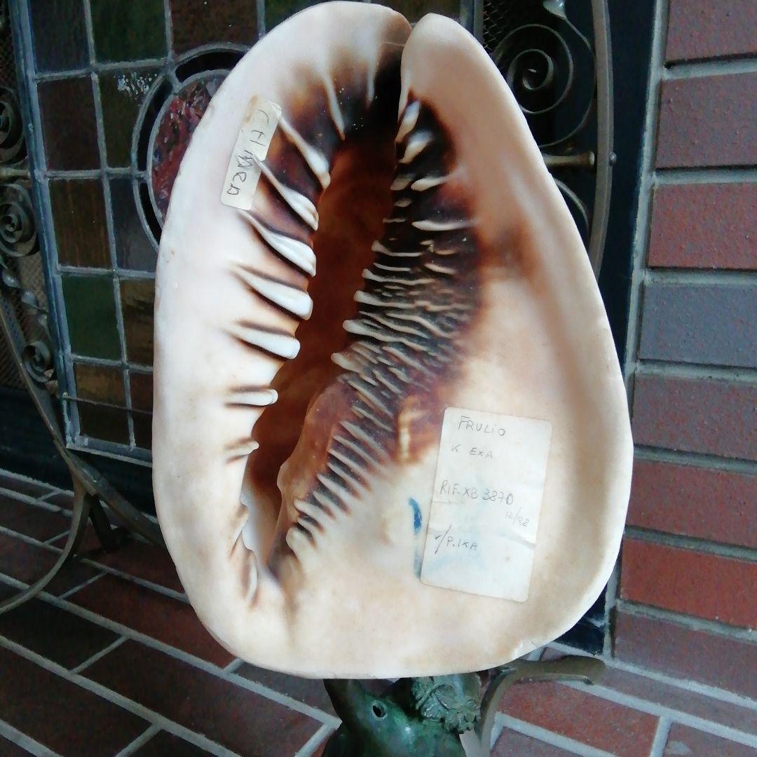 麦ちゃ様　　古典的な神話の彫刻貝殻と青銅スタンド