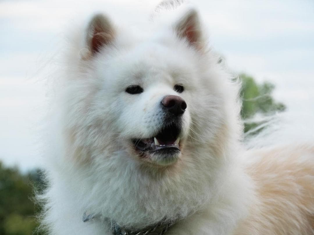 LUMIX GF2 VARIO 14-140mm 美品‼️