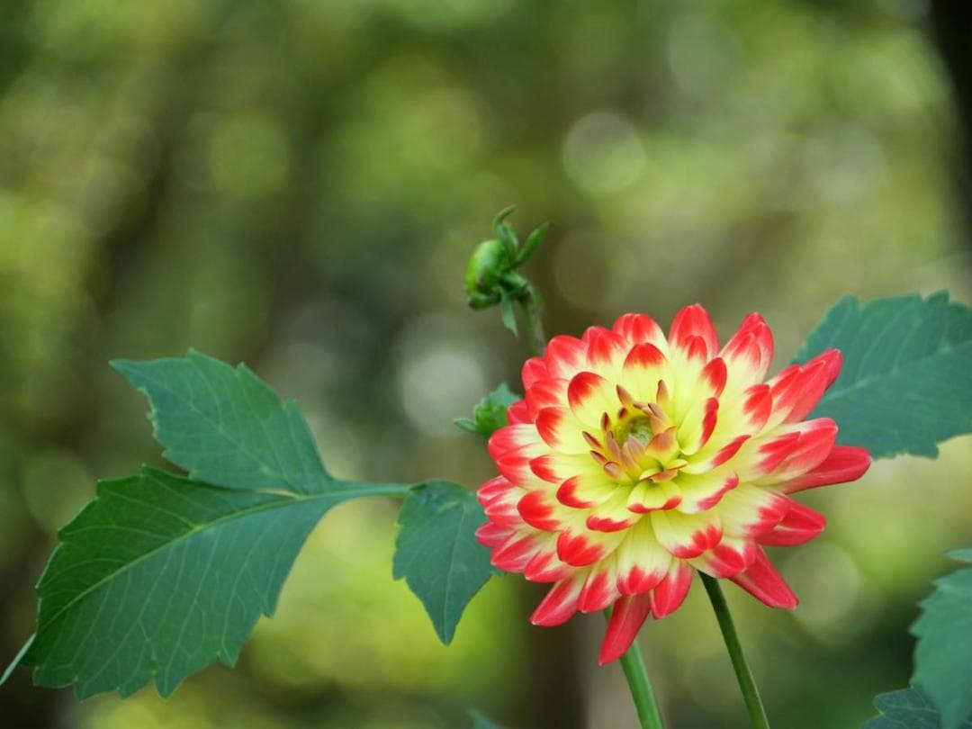 LUMIX GF2 VARIO 14-140mm 美品‼️