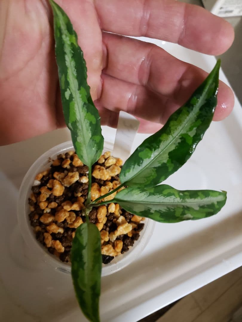 【Weed】Aglaonema pictum 1ss