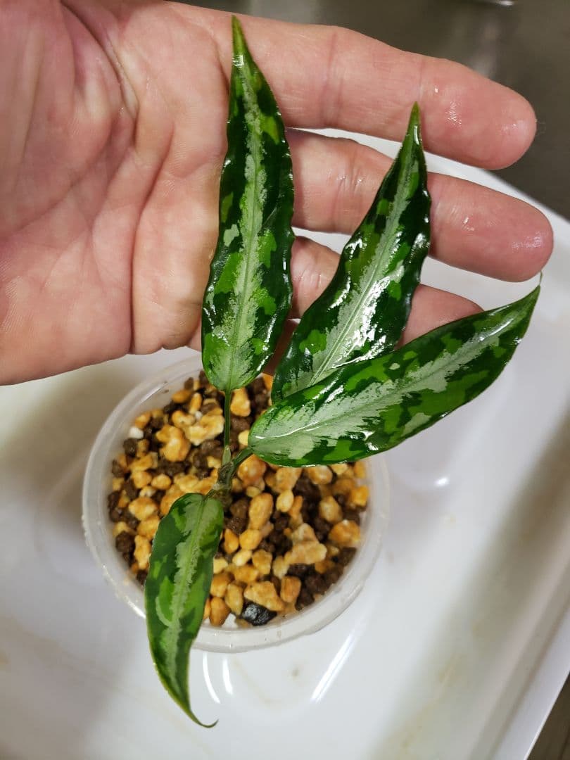 【Weed】Aglaonema pictum 1ss