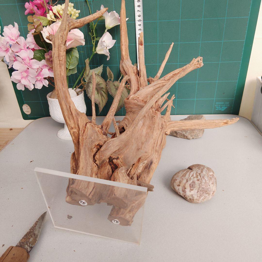 ８３１ホーンウッド灰汁抜き硬質水槽用流木 自然な枝状 約42cm964g