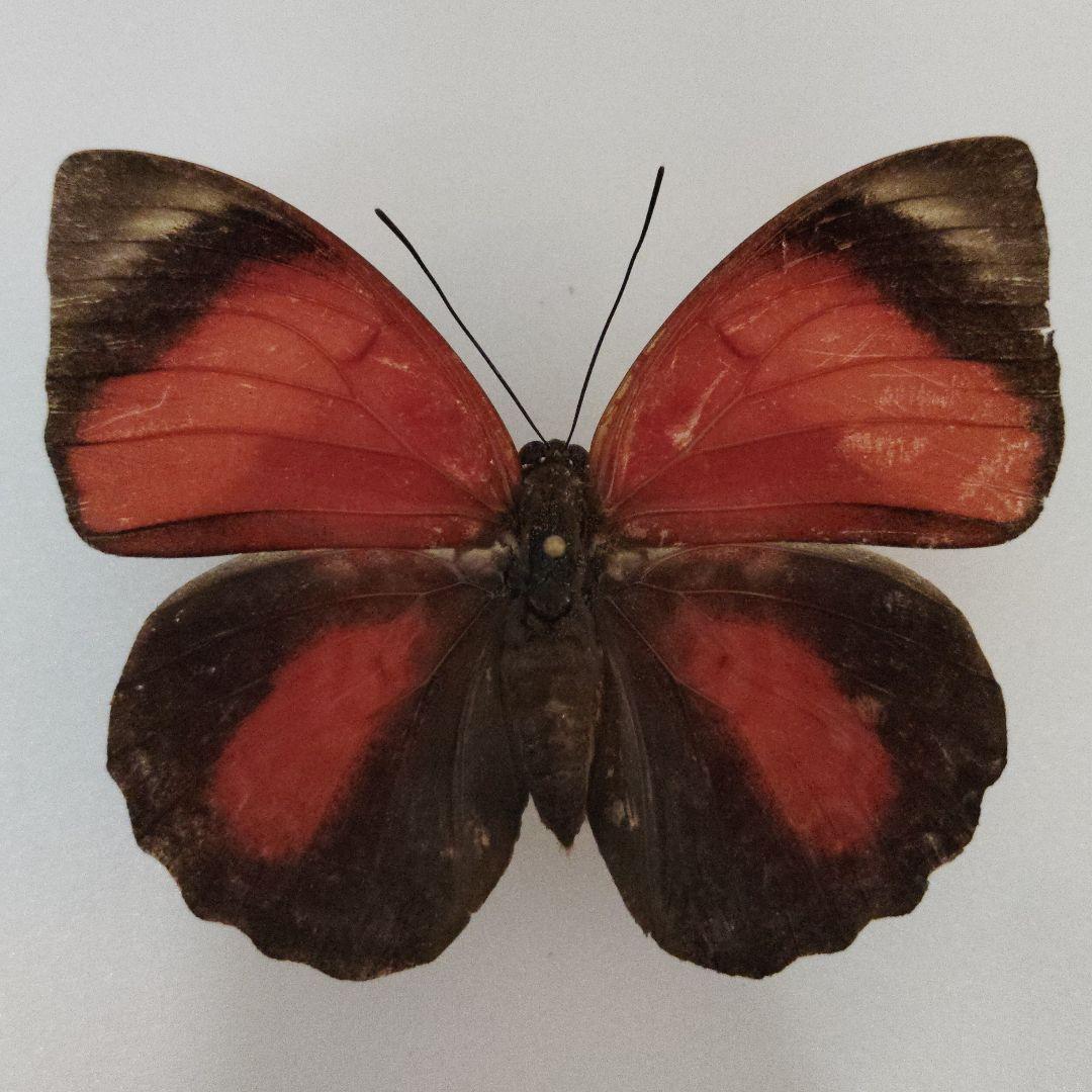 ミイロタテハ　アグリアス　蝶標本　クラウディナミイロタテハ　メス