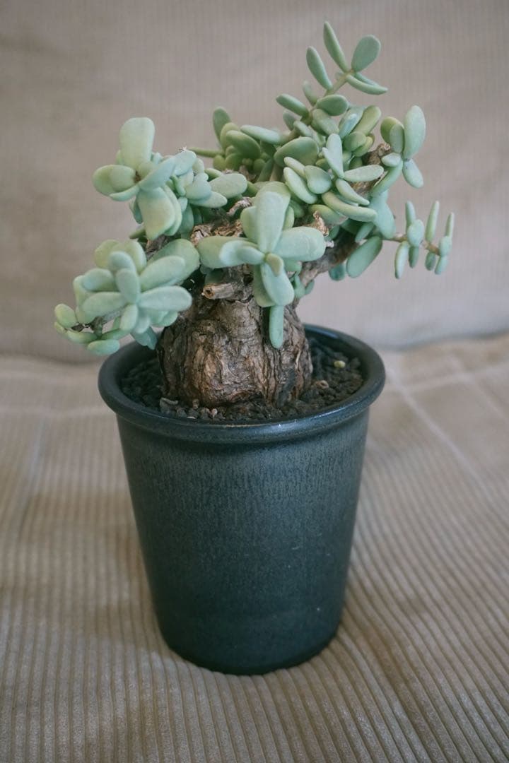 ケラリアピグマエア　現地球