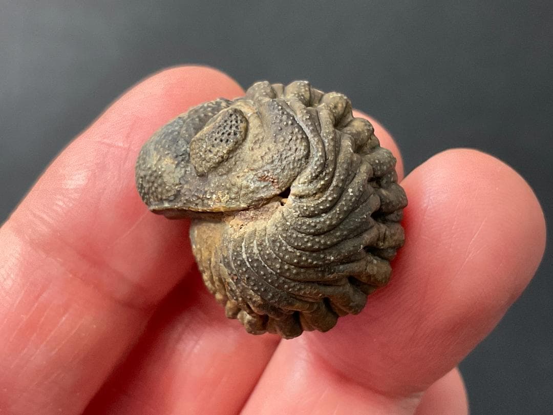 防御態勢の三葉虫 [PH75] ファコプス 化石