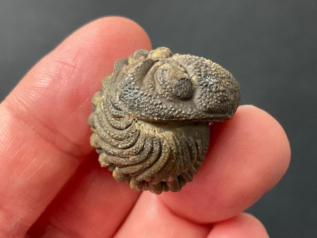 防御態勢の三葉虫 [PH75] ファコプス 化石