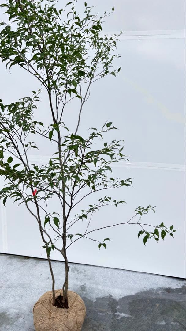 美しい樹形が魅力的 山採り ハイノキ 株立 712 樹高1.8m位 高級樹