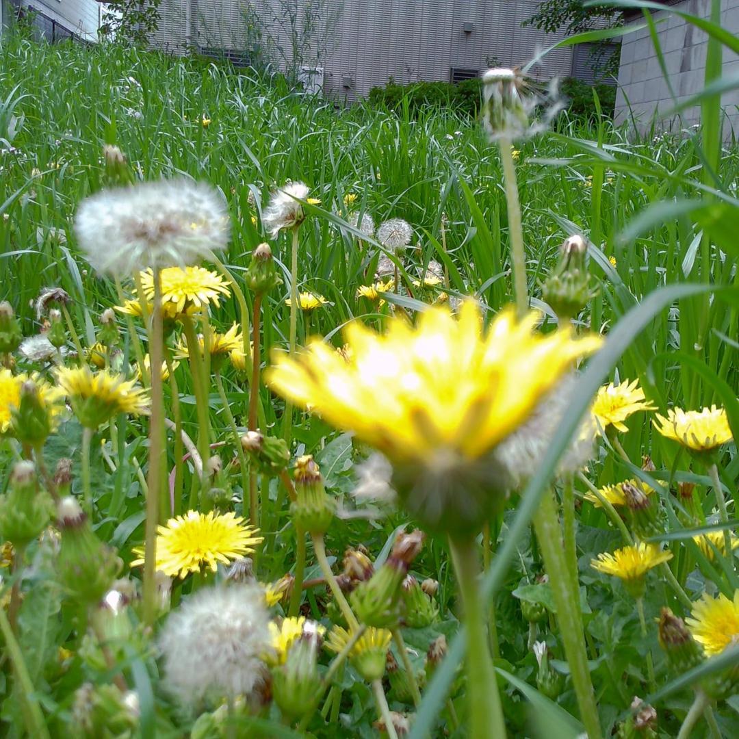 CHUZHAO ミニレトロデジタルカメラ - ビンテージTLRスタイルのコンパp