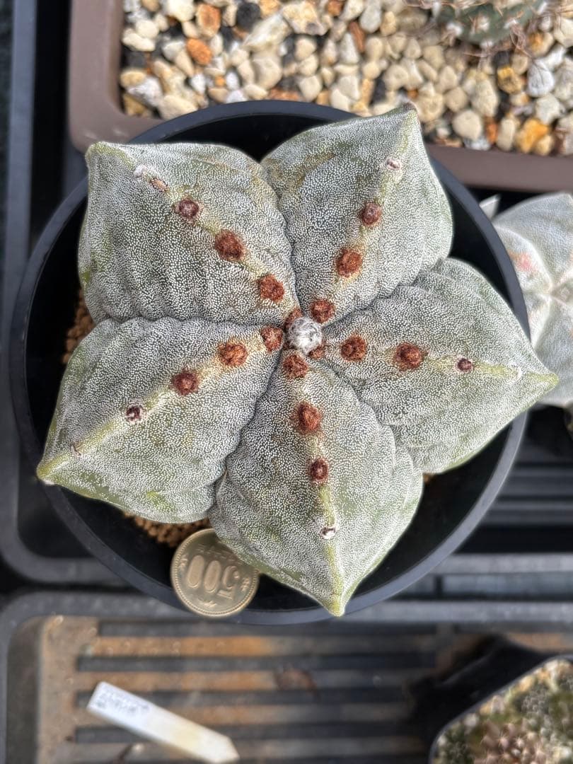 山川ストロンギ　実生