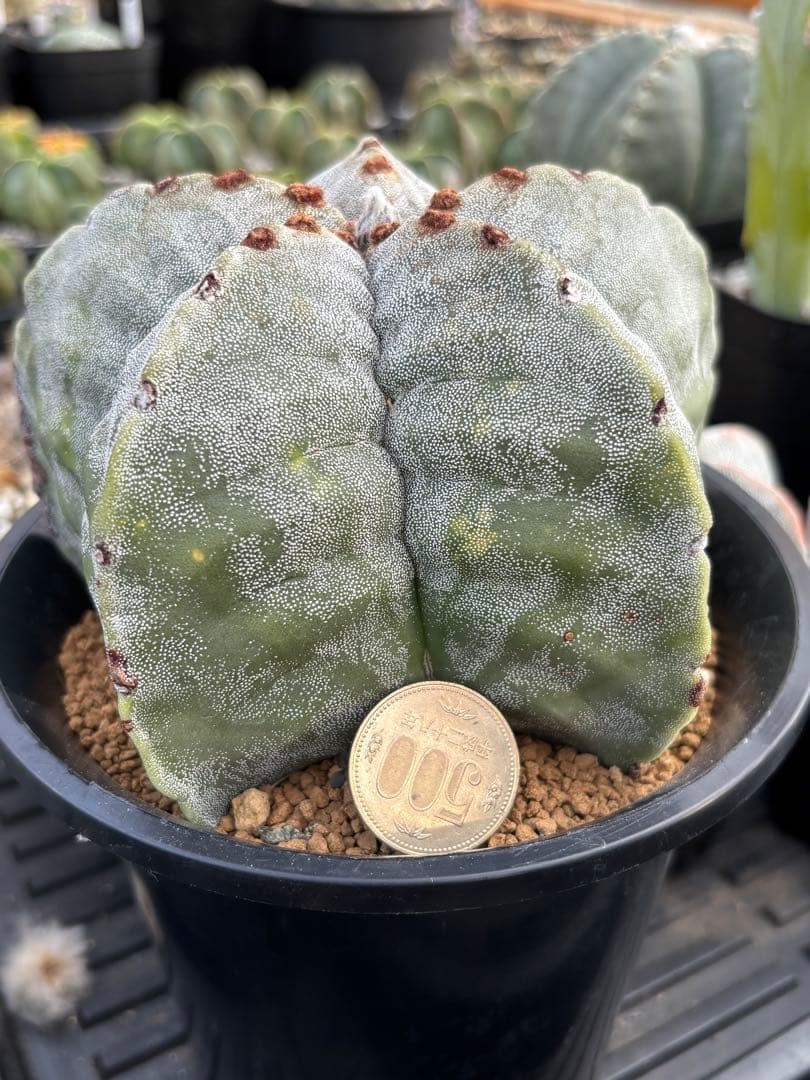 山川ストロンギ　実生