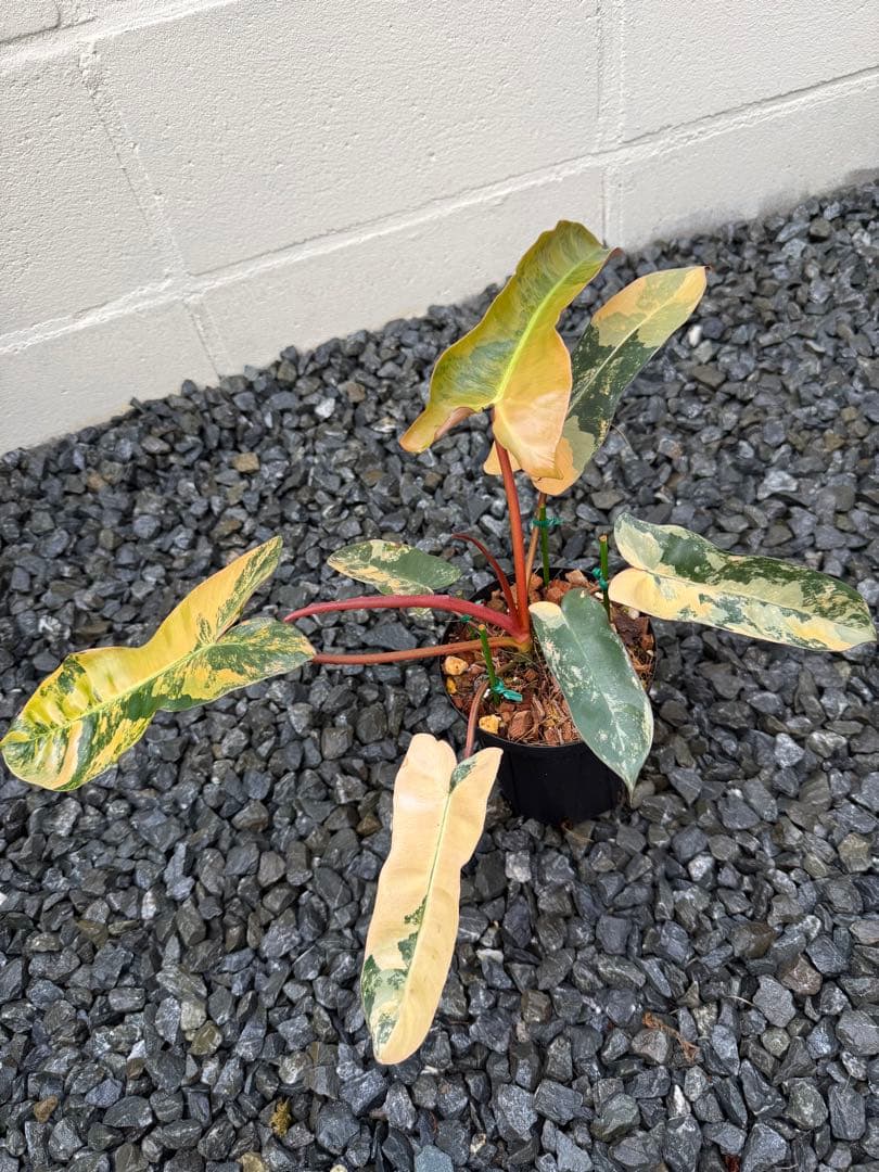 超絶希少 フィロデンドロン　ブラウン　ビューティー斑入り