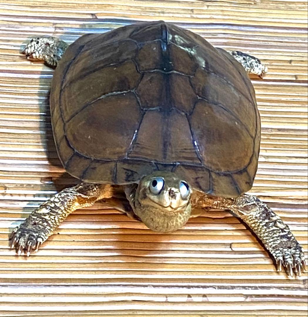 ニホンイシガメ剥製　全長18cm 飾りもの　ビンテージ品