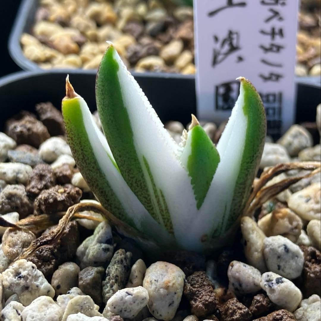 専用出品【鉢ごと発送】3株　豆豆龍錦　TC 発根管理中【匿名配送】