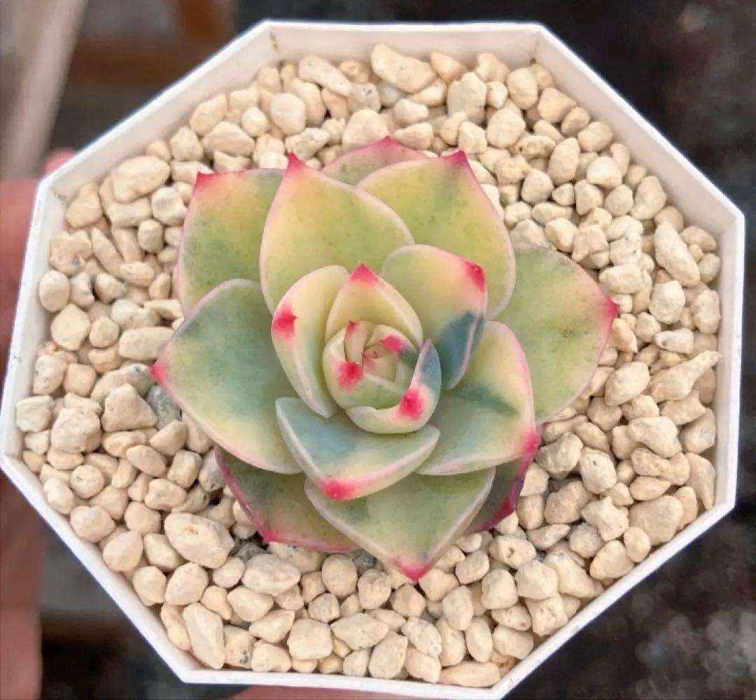 専用　多肉植物　デビー錦&リラシナ錦&ヘラ色錦&ロンギシマ覆輪錦