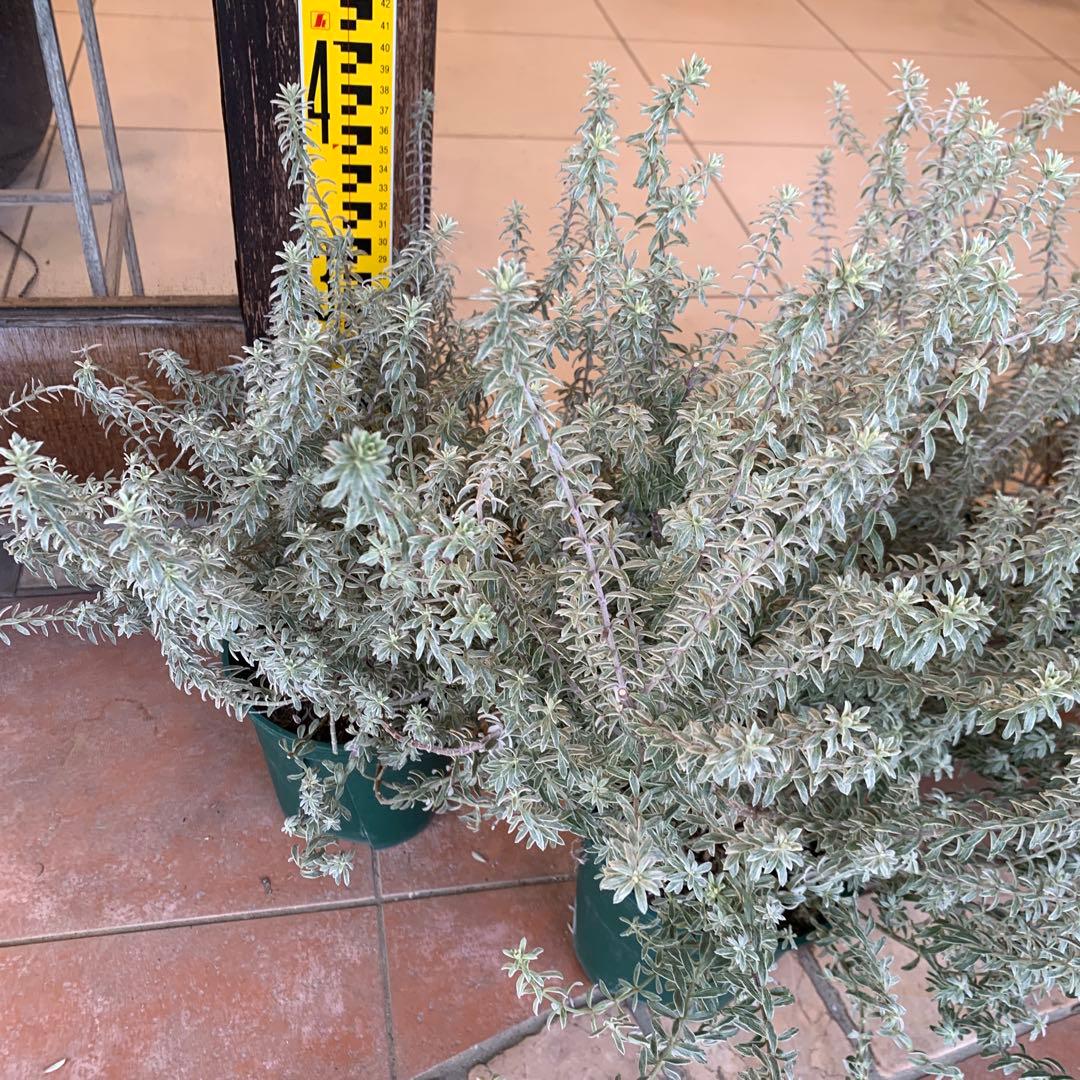 斑入り ウエストリンギア スモーキーホワイト 5個セット