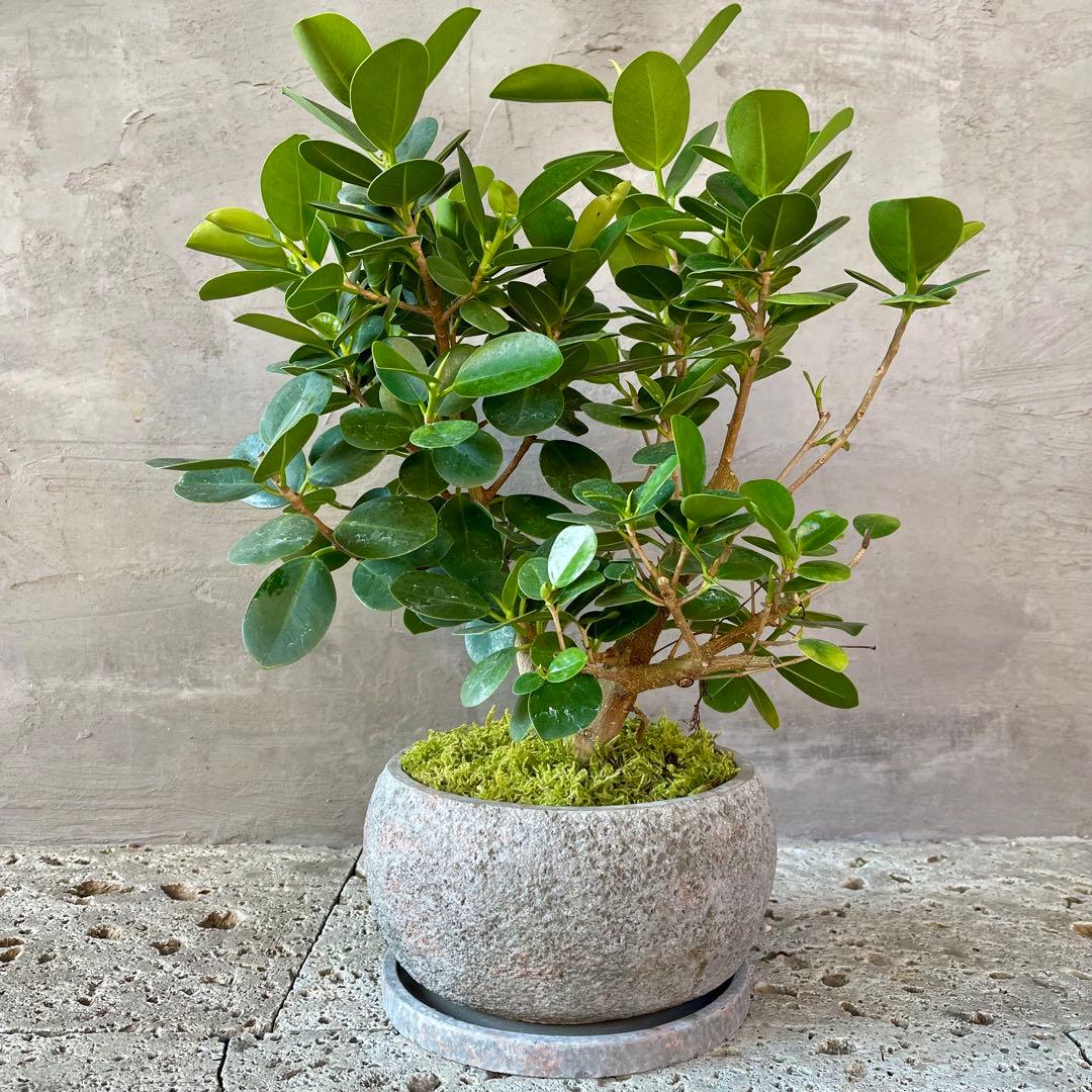 パンダガジュマル　天然苔　盆栽仕立て　陶器鉢　植え込み発送