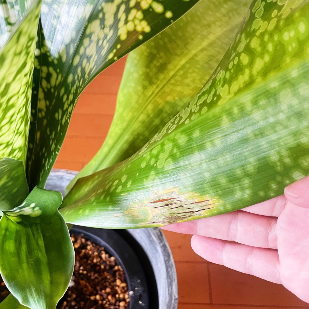 【希少！ほぼ流通なし 星屑のような斑点★】ドラセナ ドラセナ JTスターダスト